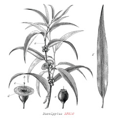 Eucalyptus botanical plant hand drawn vintage engraving style black and white clip art isolated on white background © channarongsds