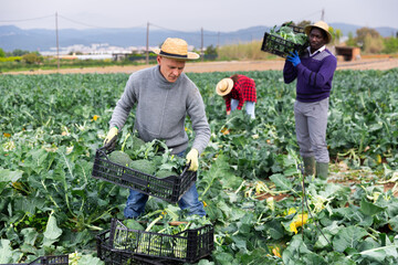 Portrait of handsome man farmer holding crate with broccoli in farm