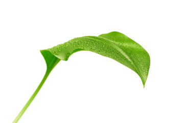 Fototapeta premium green leaf with drops of water