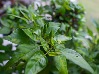 green chili tree in the garden