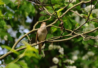 A nightingale sits on a bird cherry branch on a May morning. Moscow region. Russia.