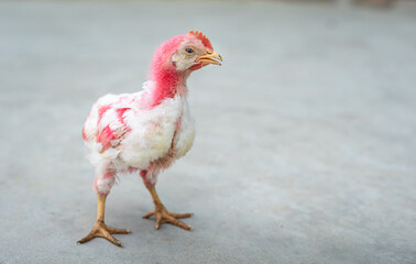 chicken on the farm, colorful, red, beautiful chicks in clear background