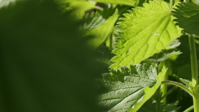 Macro shot of a European nettle plant growing in a German garden. Leafs slowly moving in the wind. Plants getting backlit from the sun. Cinematic lighting.