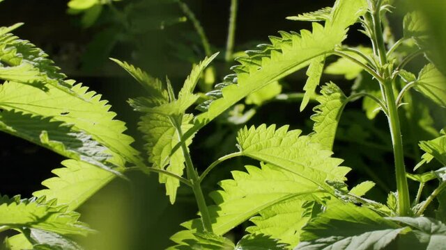 Close up slow motion shot of nettle plants moving in the wind. Dark background, backlight from the sun. Static shot on a sunny spring day.