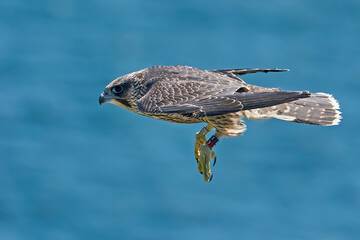 Peregrine falcon (Falco peregrinus) Juvenile