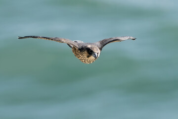 Peregrine falcon (Falco peregrinus) Juvenile