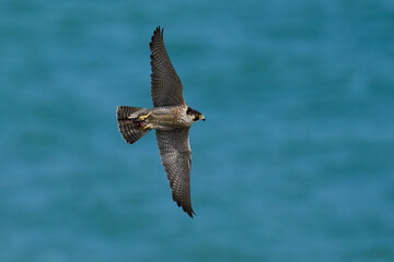 Peregrine falcon (Falco peregrinus)