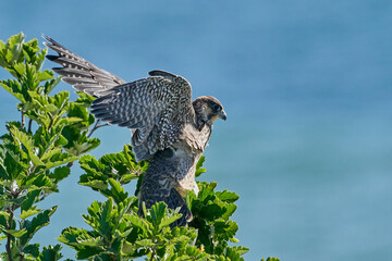 Peregrine falcon (Falco peregrinus) Juvenile