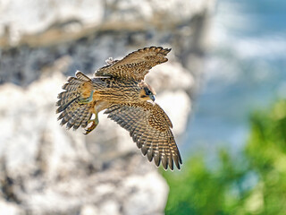 Peregrine falcon (Falco peregrinus) Juvenile