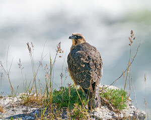 Peregrine falcon (Falco peregrinus) Juvenile