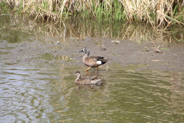 Ducks In The Creek, Pylypow Wetlands, Edmonton, Alberta