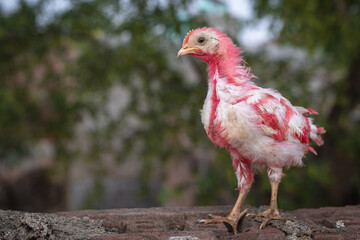 chicken on the farm, colorful, red, beautiful chicks in clear background