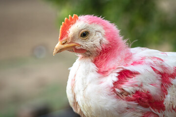 chicken on the farm, colorful, red, beautiful chicks in clear background