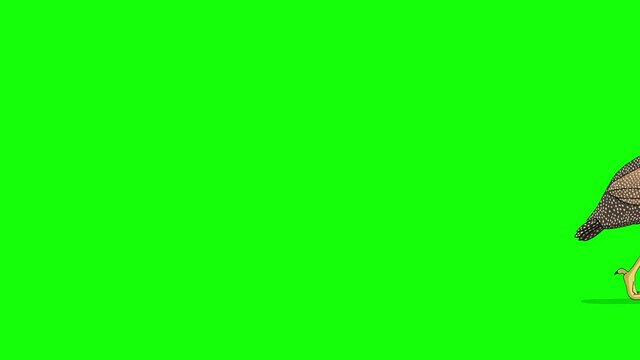 Guinea fowl walks chroma key