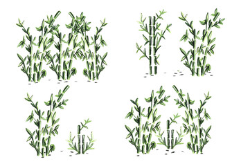 watercolor drawing. bamboo. vector illustration. EPS format