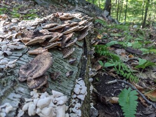 Obraz premium mushroom on the tree