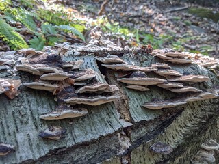 mushroom on the tree