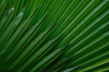 Green leaf background. Nature background concept.