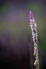 Nature background concept. Purple tone. With Wild Cockcomb on right frame.