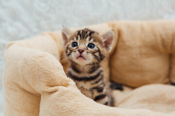 Closee-up little bengal kitten on the cat's pillow