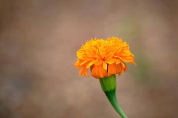 Close up beautiful orange flower with blur background.