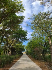 park walk road tree sky