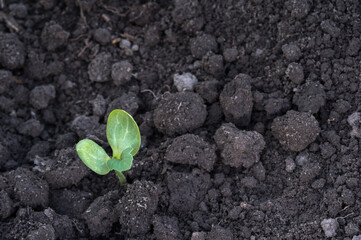 Green sprout close-up sprouted on the bed in the hole. Background. Selective focus