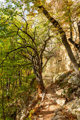 Autumn nature walks through the mountain canyon.