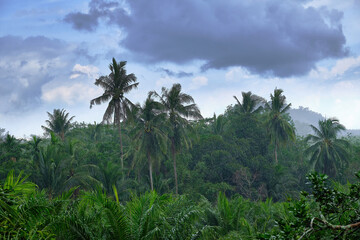 Fototapeta na wymiar Heavy rain over coconut palsm and palm with storm cloudy background.