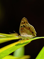 Butterfly perched on a green leaf with blur background.