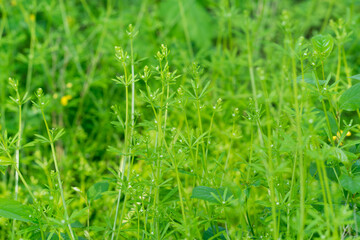 Galium aparine, hitchhikers, cleavers closeup selective focus