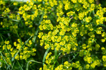Euphorbia cyparissias, cypress spurge flower closeup selective focus