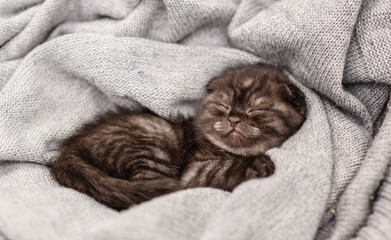 Fototapeta na wymiar Little dark kitten sleeping in an embrace on a gray scarf