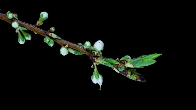 Beautiful Spring Cherry plum tree flowers blossom on black background, timelapse, extreme close up. Time lapse of Easter fresh blossoming alycha, myrobalan plum closeup. 4K video