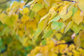 Apple tree branches with yellow leaves in autumn