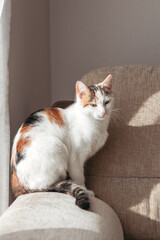 A tricolor domestic cat sits on an armchair and bask in the sun. Funny and adorable pets