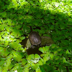 Turtle in pond full of leaves. Blurred background.