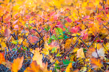 Branches with orange, green and yellow leaves in the autumn park.