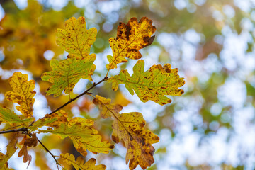Oak branches with yellow leaves in autumn park