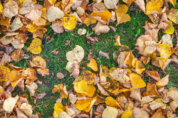 Orange and yellow fallen leaves in the sunlight.