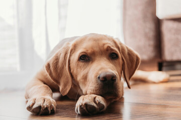 Close-up portrait of a beige labrador retriever puppy at home. The dog lies on the floor and rested...