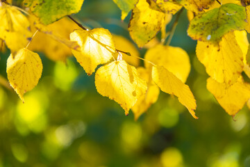 Aspen branches with yellow leaves in autumn