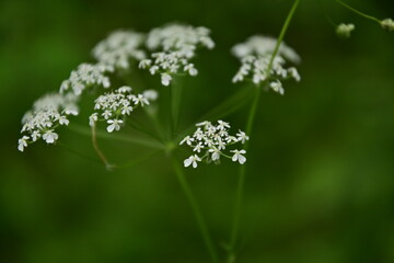 King Cumin Ajwain Flowers of Trachyspermum ammi, with leaves and flowers in close-up