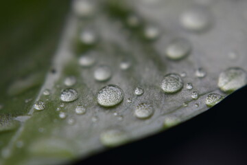 Water on Leaf