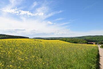 Rapsfeld mit blühendem Raps bei blauem Himmel und Sonnenschein, von Wald umgeben © GrebnerFotografie