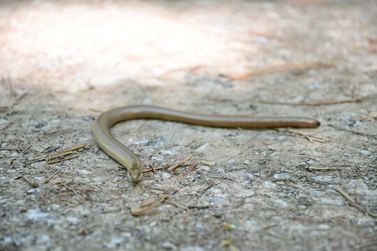 Blindschleiche (Anguis fragilis), Slow Worm auf dem Waldboden, Blick in die Kamera