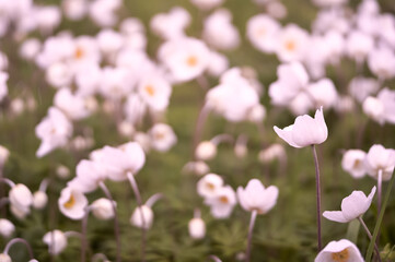 White Anemone flowers in the light, even light of a spring morning. Background