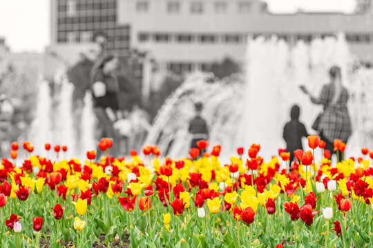 Color, Colorful, Red, Yellow And White Tulips Grow In A Flower Bed In A City Park On A Black And White Background Of People Walking And Relaxing With Children In This Park