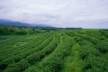 Fototapeta na wymiar Greenfield with curved rows of tea plants.
