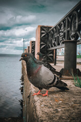 a dove looks at a lake in Karelia